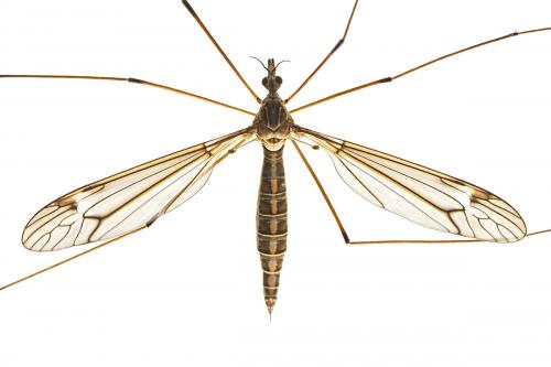 Réf. 261 811 : Tipula sp.